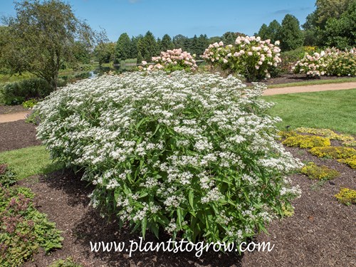 'Polish Brass' Boneset (Eupatorium)
mid August